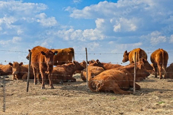 Fototapeta Jersey cows in a field next to barbed wire fence