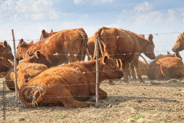 Fototapeta Jersey cows in a field, the dust, next to barbed wire fence