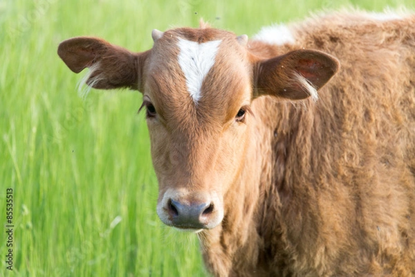 Obraz portrait of a cow