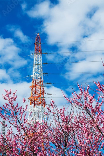 Fototapeta 青空に映える紅梅と紅白の鉄塔