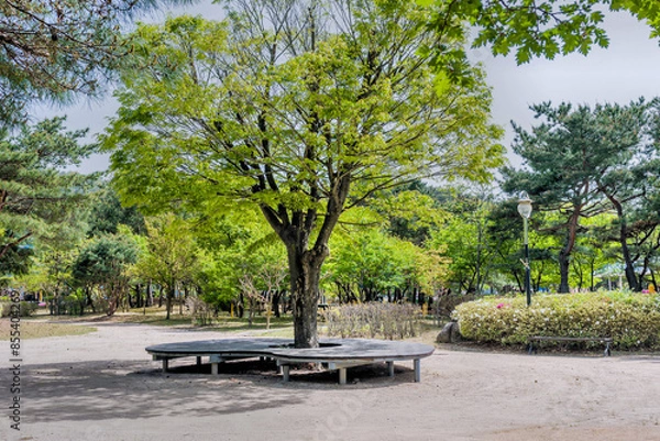 Fototapeta A park scene with a large tree and a circular bench surrounded by lush green trees, in Gyeongju, South Korea