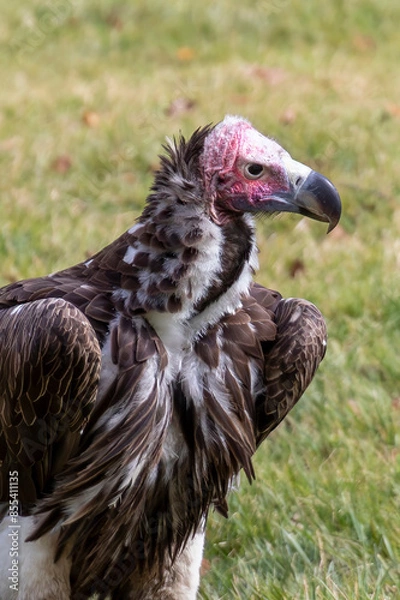 Obraz Lappet-faced vulture
