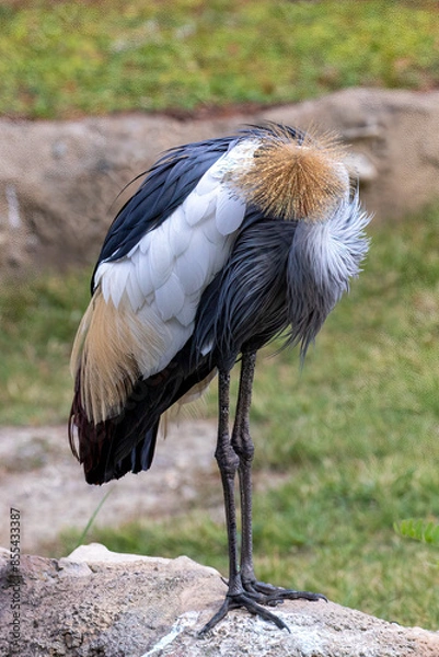 Obraz Fancy-crowned crane showing it's beauty