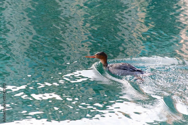 Obraz Red-breasted Merganser