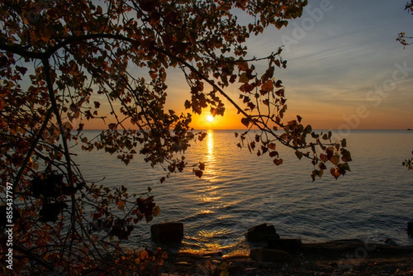 Obraz Sunrise through Tree