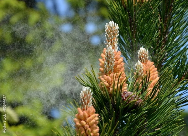 Fototapeta Haveing ​​Pine Flower