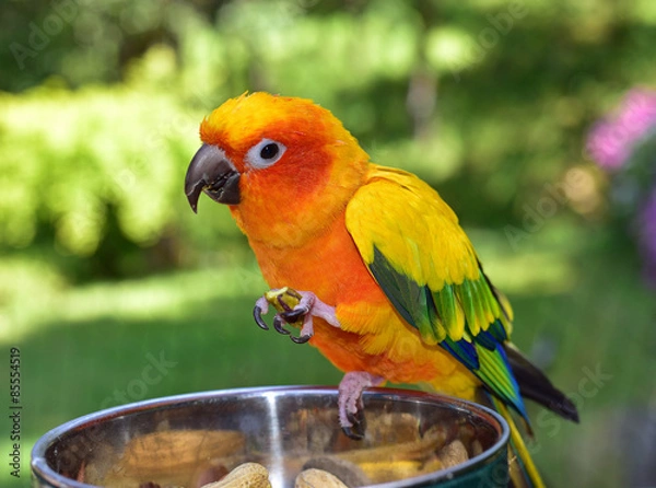 Obraz Sun Conure