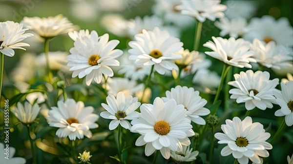 Fototapeta The landscape of white daisy blooms in a field
