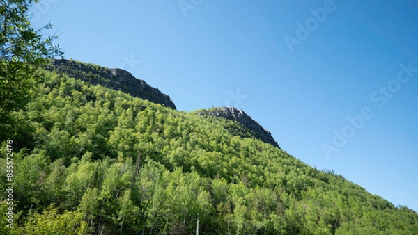 Obraz forest in the mountains