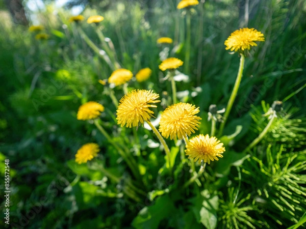 Obraz dandelions in the grass