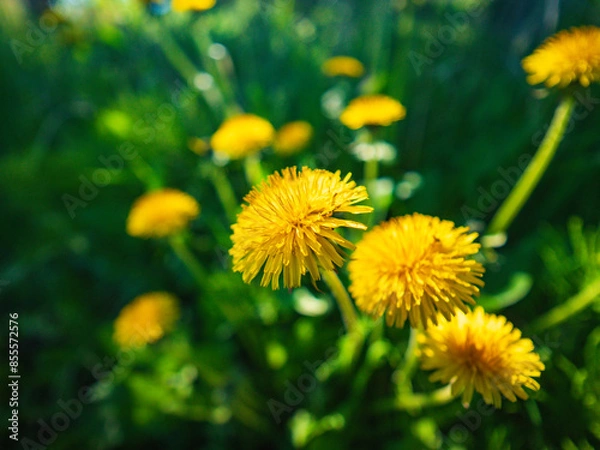 Obraz yellow dandelion flower