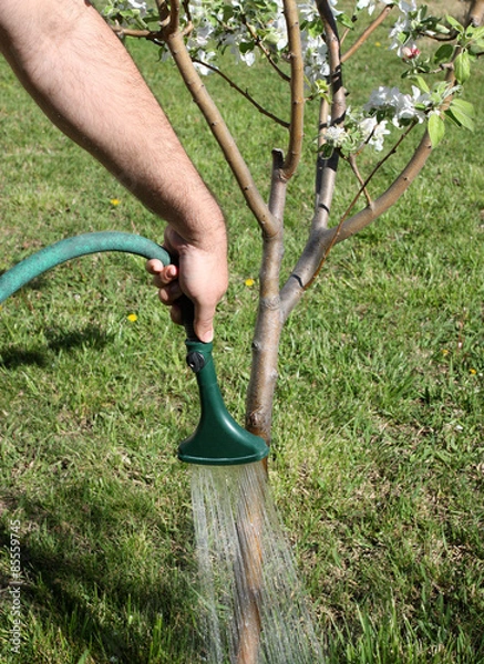 Obraz Watering Tree