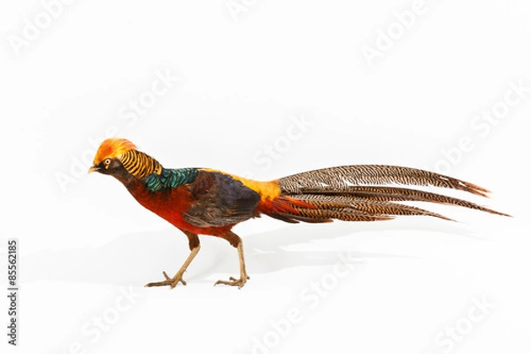 Obraz Golden Pheasant