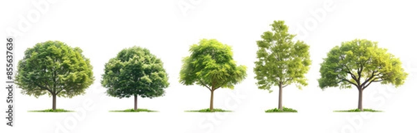 Fototapeta Set trees, tree colocation, png on a transparent background