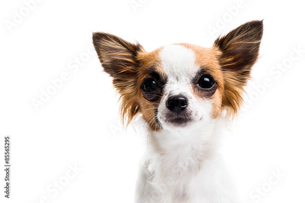Obraz Cute Chihuahua on white background