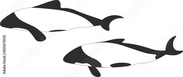 Obraz イロワケイルカ