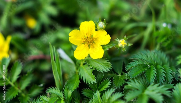 Obraz Potentilla anserina