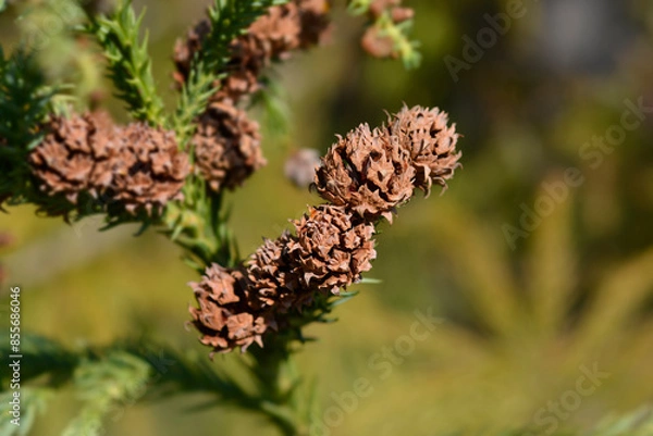 Obraz Japanese cedar branch with seed cones