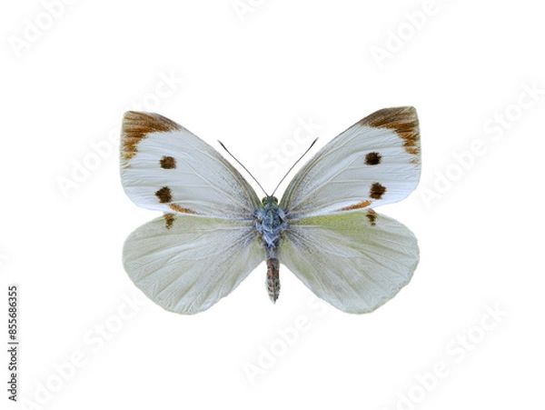 Obraz Pieris brassicae butterfly isolated on white background