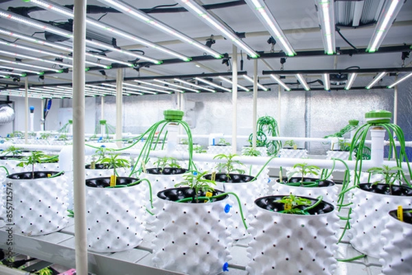 Obraz Modern cannabis cultivation greenhouse and marijuana plants in pots with solar panels and an automatic watering system. Marijuana seedlings in white plant pots for concept medical herbs.