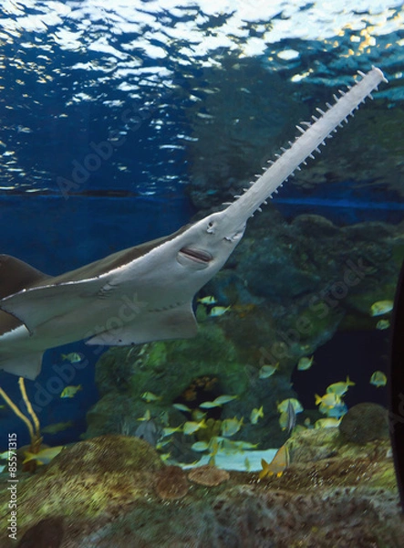Obraz Sawfish w wodzie