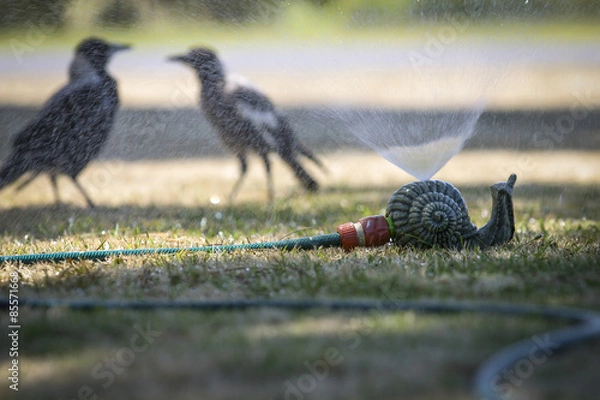 Obraz Magpie shower