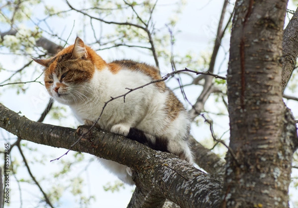 Obraz A cat sits on a tree.