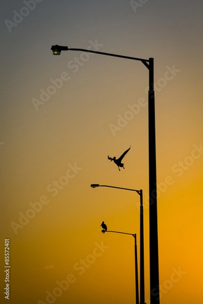 Obraz Pelican Pole Dancers