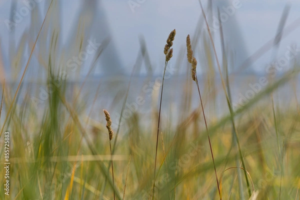 Obraz Baltic seaside grasses.