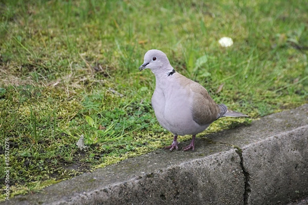 Fototapeta A Eurasian collared dove (Streptopelia decaocto) on the curb