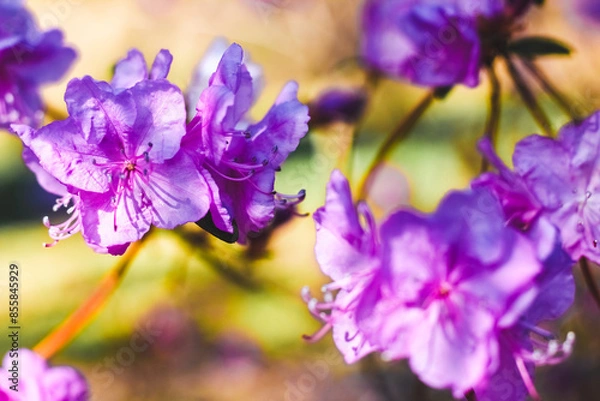 Obraz Plant bush purple rhododendron close up