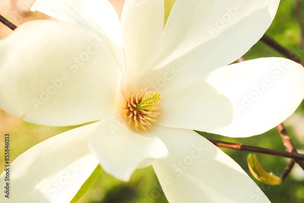 Fototapeta White magnolia flower close-up in botanical garden