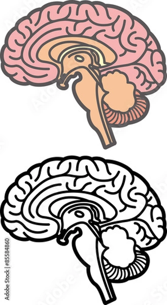 Obraz 脳
