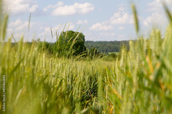 Fototapeta Nahaufnahme im Weizenfeld einer Weizenähre vor blauem Himmel an einem sonnigen Tag