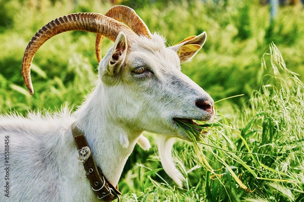 Obraz Goat grazing on the farm