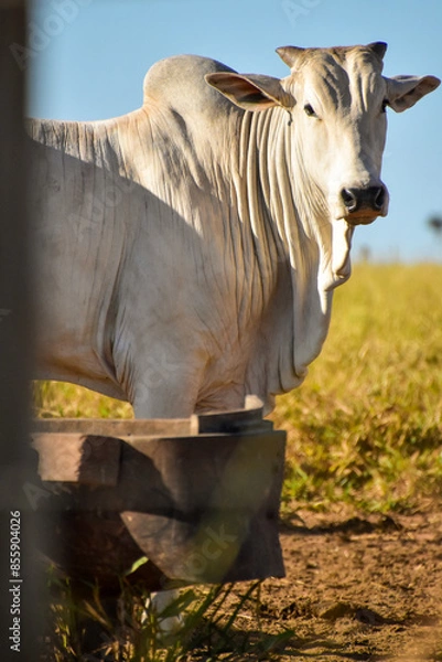 Obraz Nelore cattle in pasture