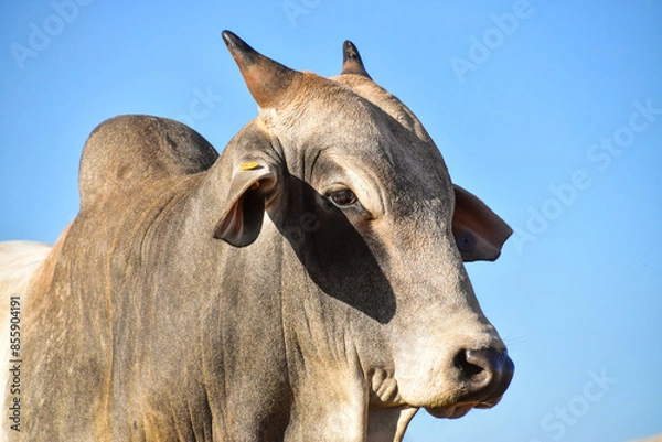 Obraz Nelore cattle in pasture