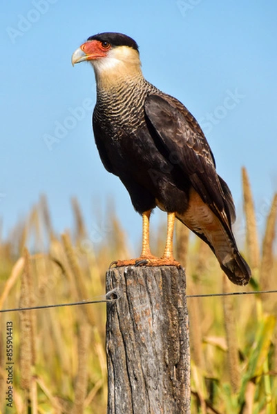 Obraz Hawk sitting on a fence post