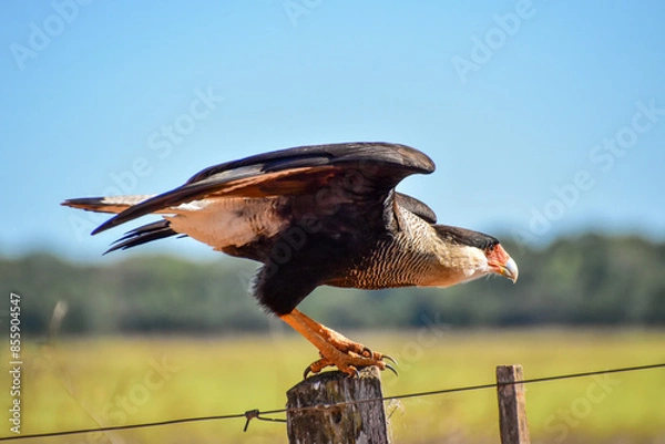 Obraz Hawk sitting on a fence post