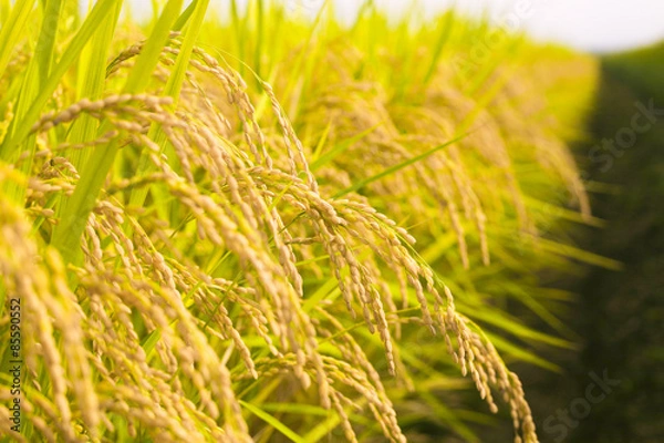 Fototapeta 稲穂