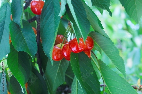 Obraz さくらんぼ(佐藤錦)