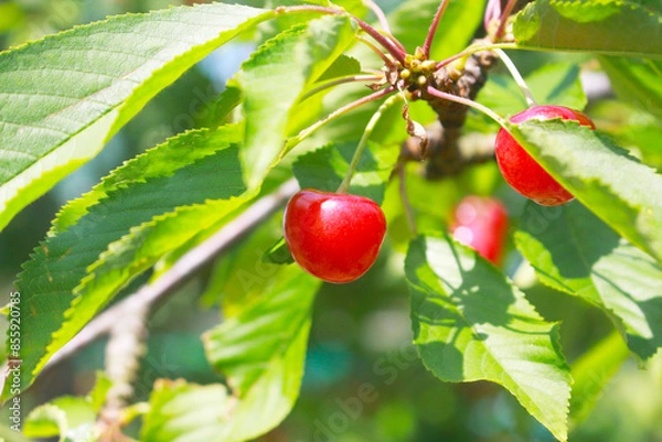 Fototapeta さくらんぼ(佐藤錦)