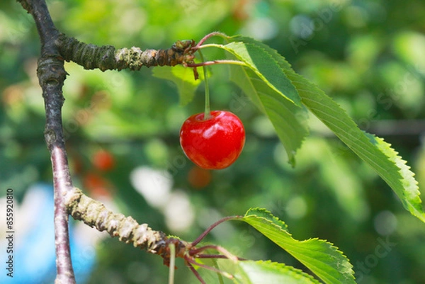 Obraz さくらんぼ(佐藤錦)