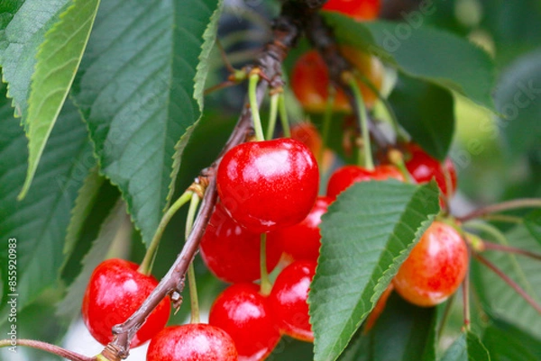 Fototapeta さくらんぼ(佐藤錦)