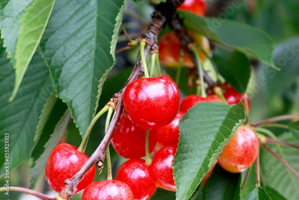 Obraz さくらんぼ(佐藤錦)