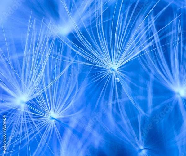 Fototapeta Dandelion abstract background