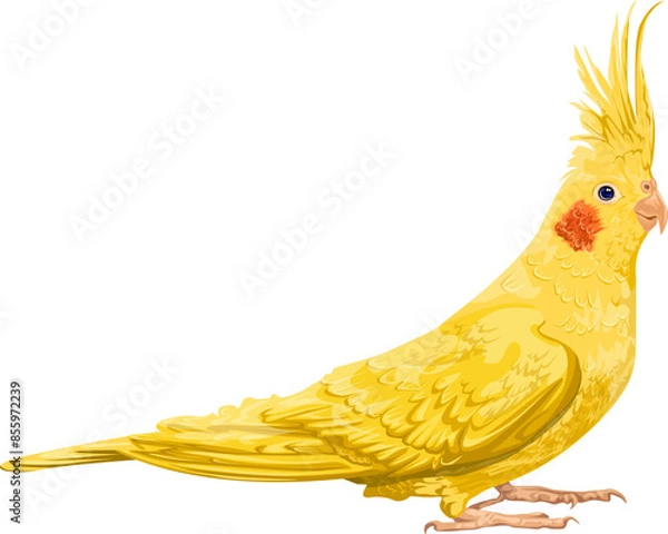 Fototapeta Corella is a yellow parrot with red cheeks. bird pet