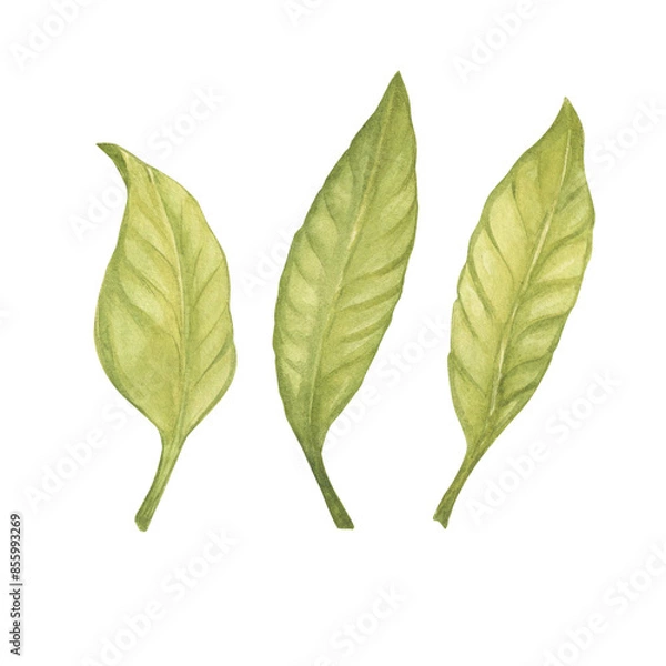 Fototapeta Tree leaves watercolor illustration set. Botanical drawing sketch stylized. Isolated. Hand drawn, suitable for food packaging design