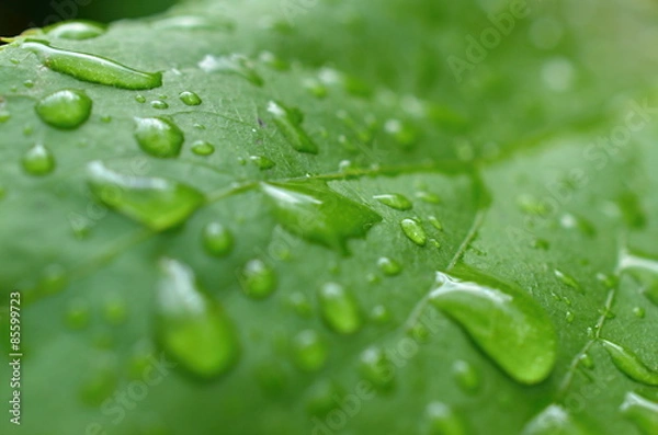 Fototapeta Leaf with raindrops