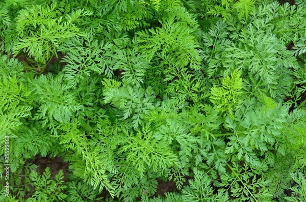 Obraz Carrot tops